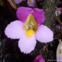 Christisonia tricolor Gardner